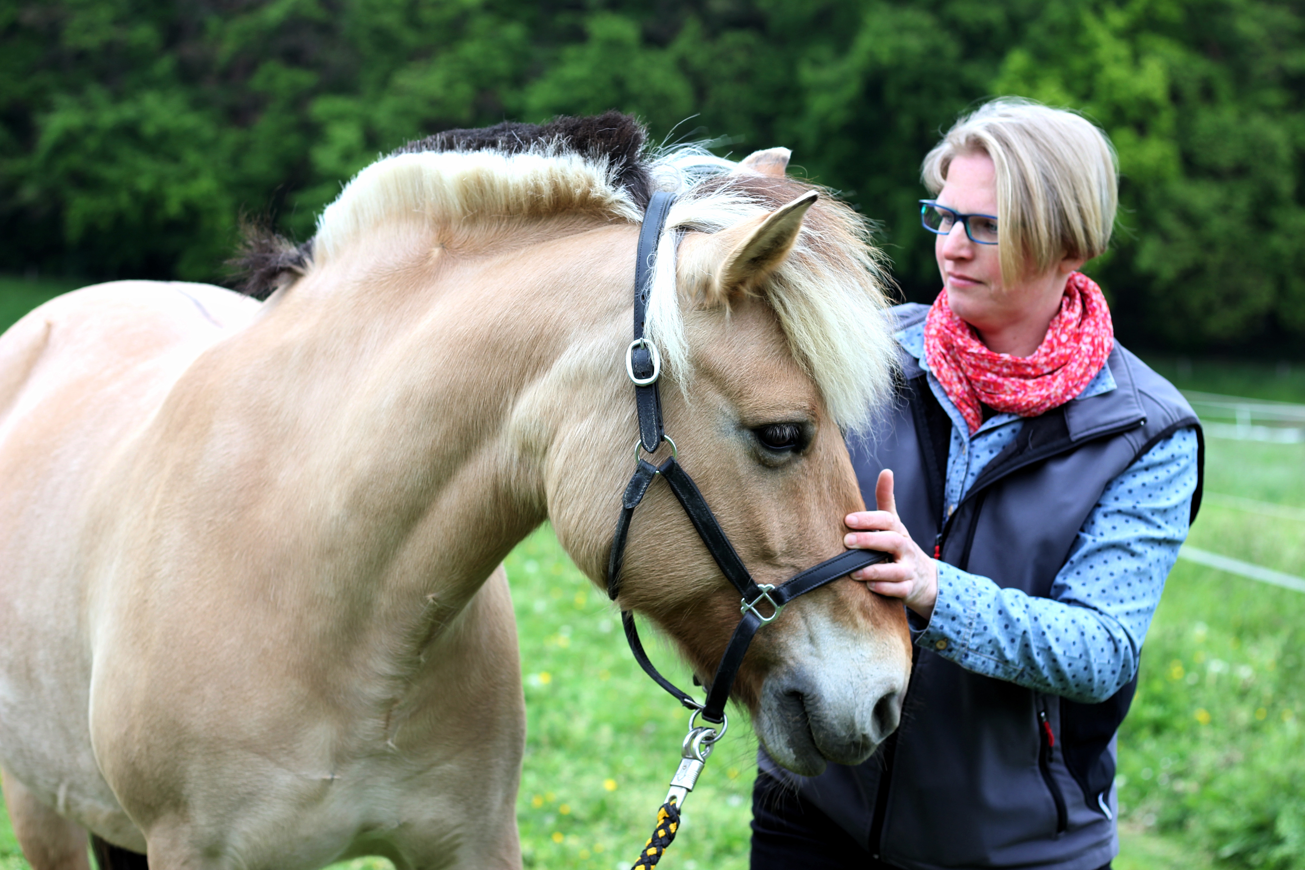 Osteopathie für Pferde und Hunde durch erfahrene Tierärztin Über mich